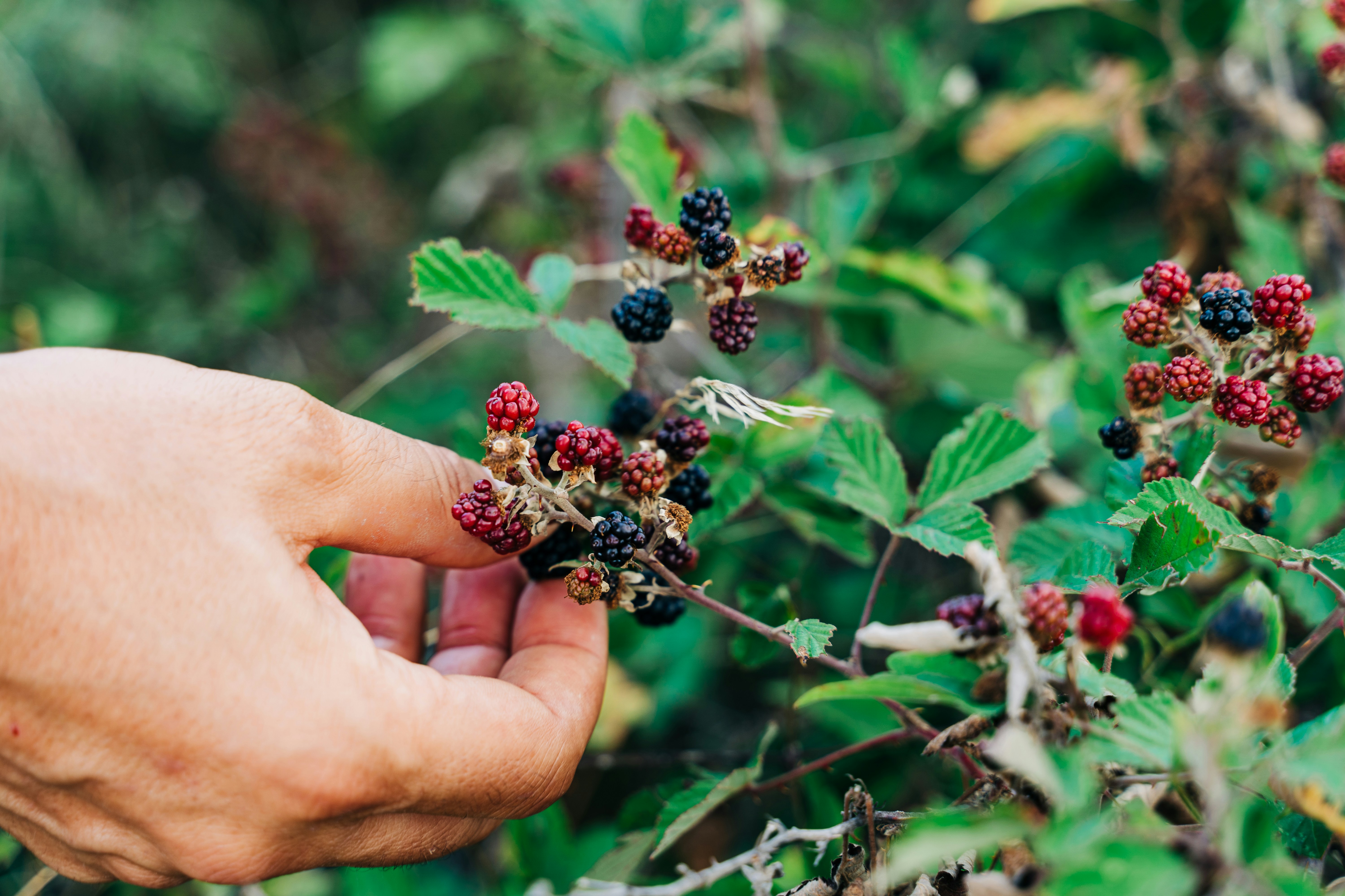Person picking wild blackberries