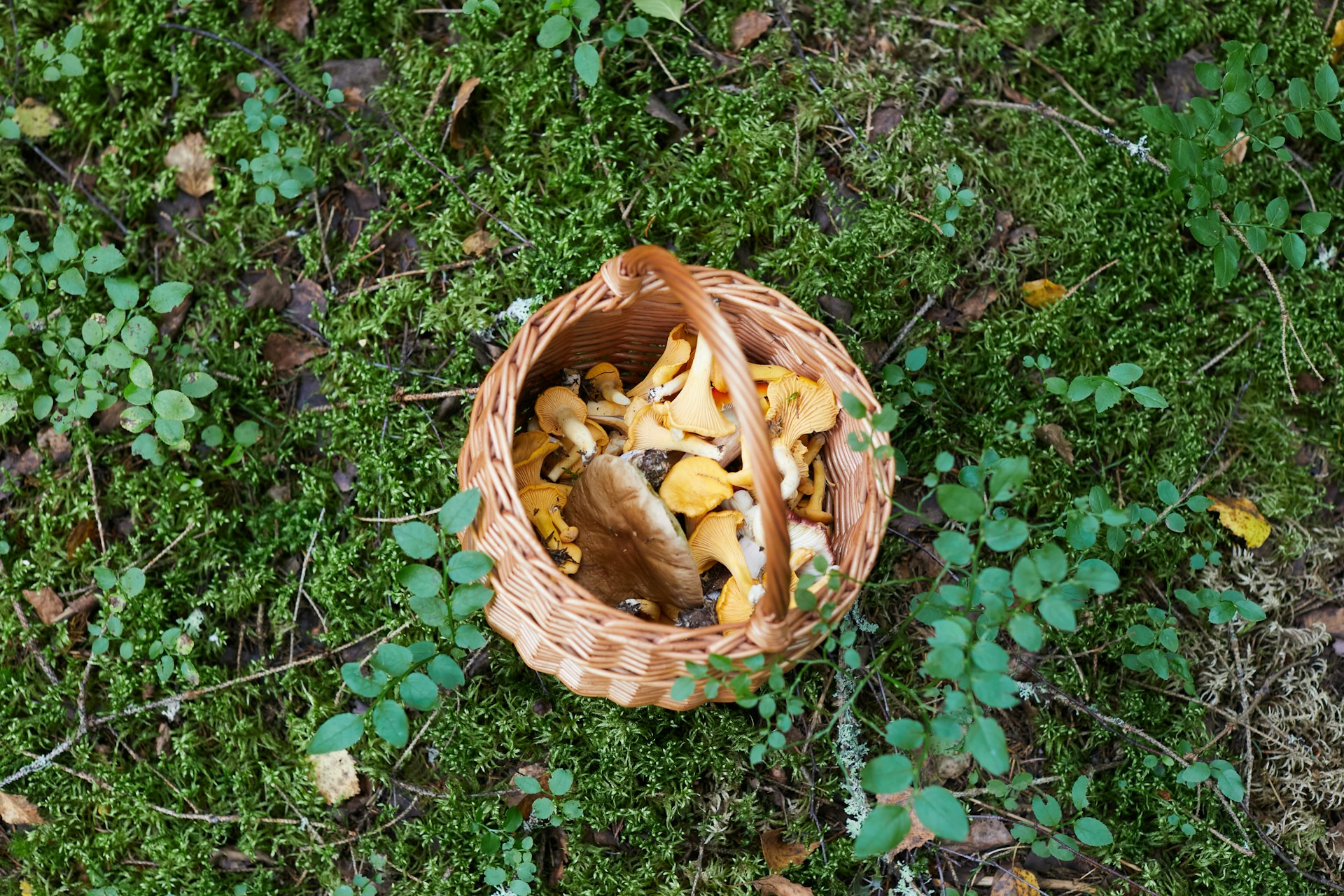 Basket of mushrooms