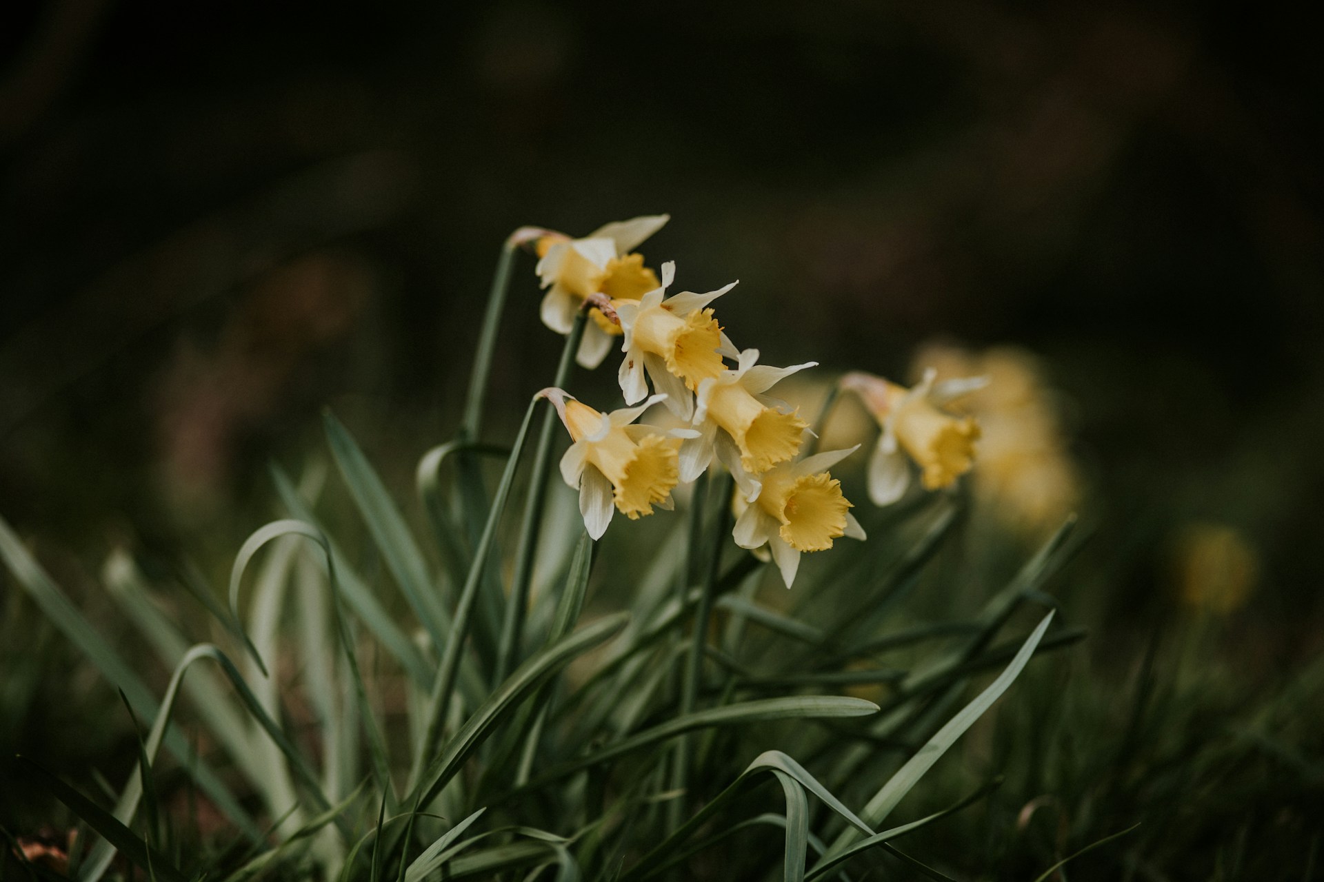 Several daffodils