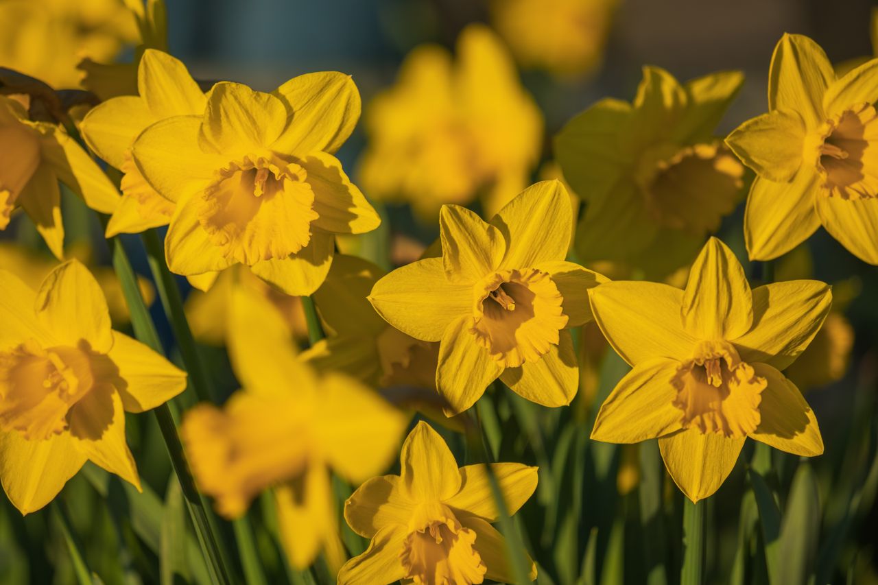 Bright yellow daffodil flowers