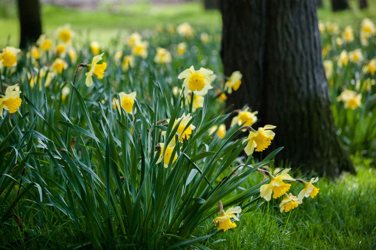 Patch of daffodils