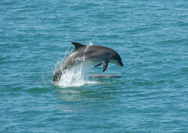 fun west wales boat trips