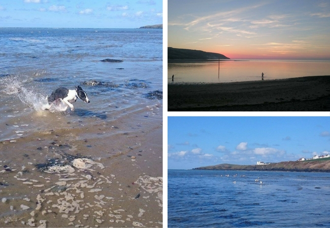 black and white whippet jumping from sea, another image of people fishing in the sunset and another of seagulls on the sea with Gwbert behind