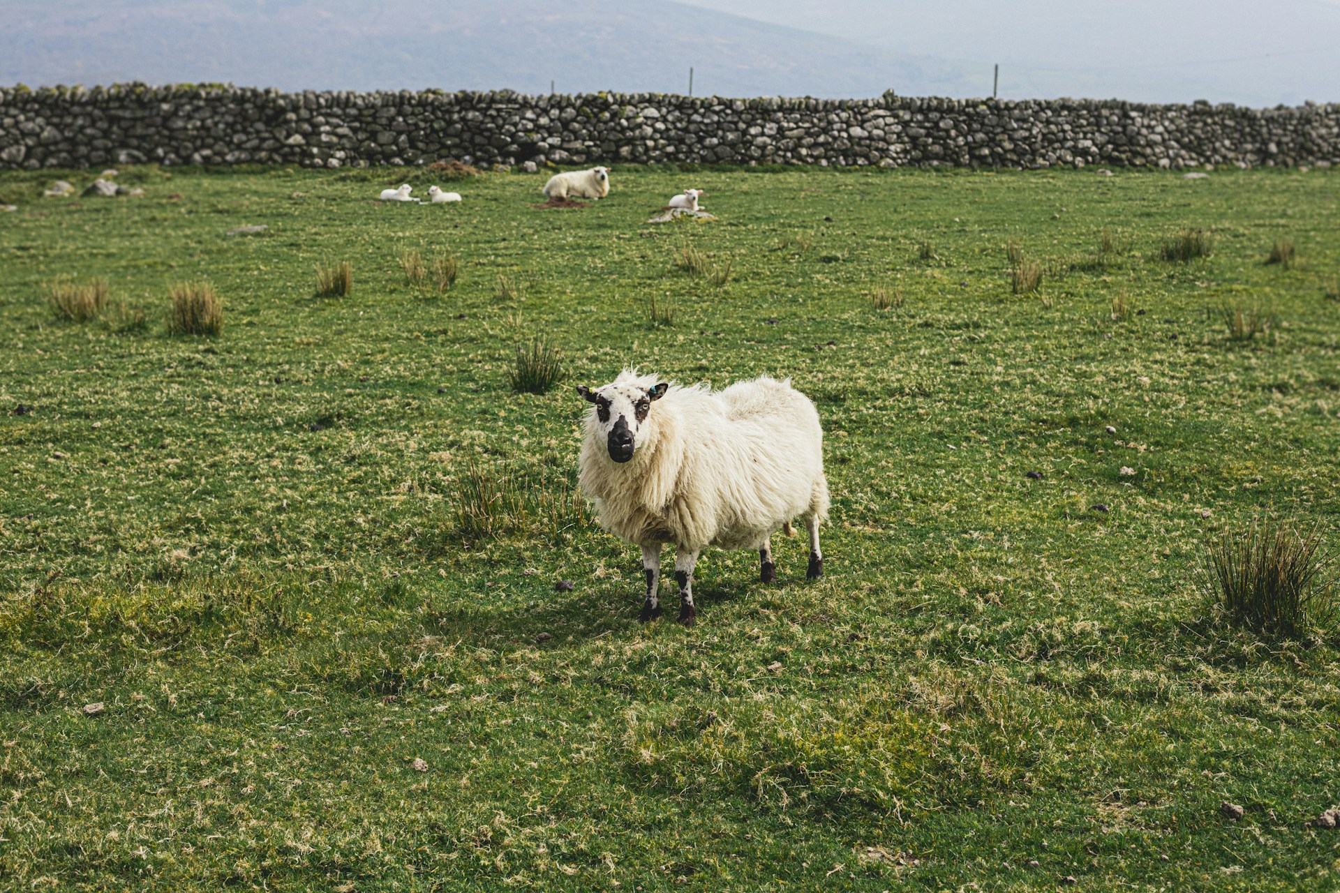 A sheep in a field in Wales
