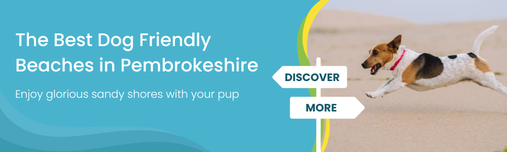 Best dog friendly beaches in Pembrokeshire