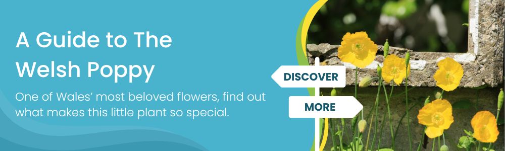 A Guide to the Welsh Poppy: Discover More