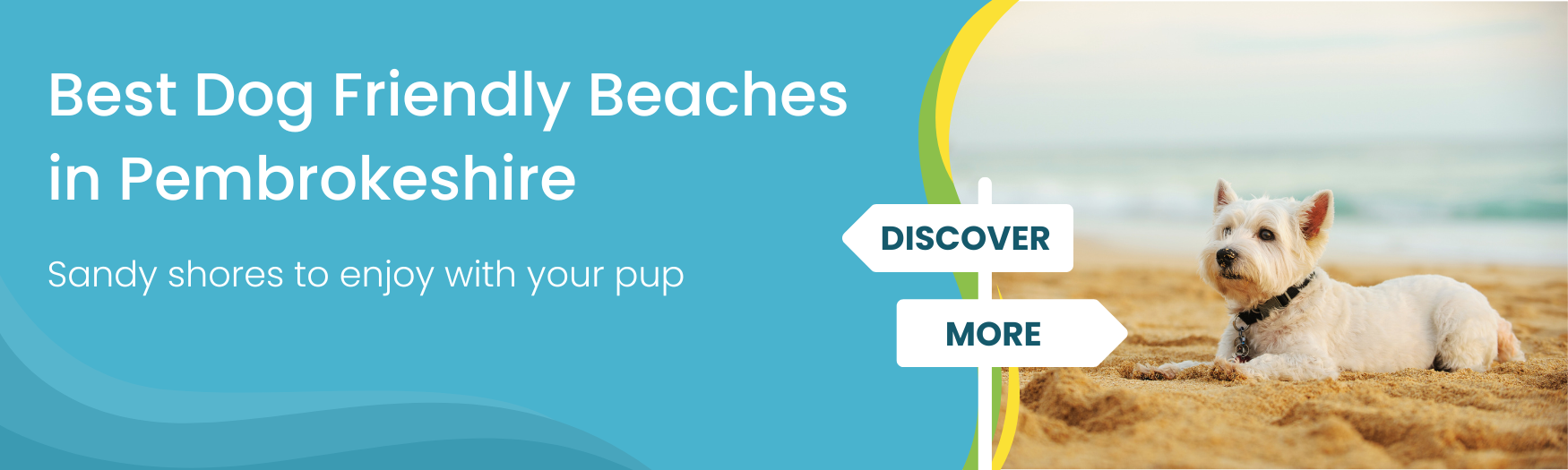 Best dog friendly beaches in Pembrokeshire